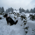 Wanderung Pf__nder Winter 2010 _44_.jpg