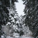 Wanderung Pf__nder Winter 2010 _45_.jpg