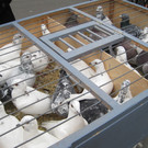 IMG_5623_JPG-1351254007