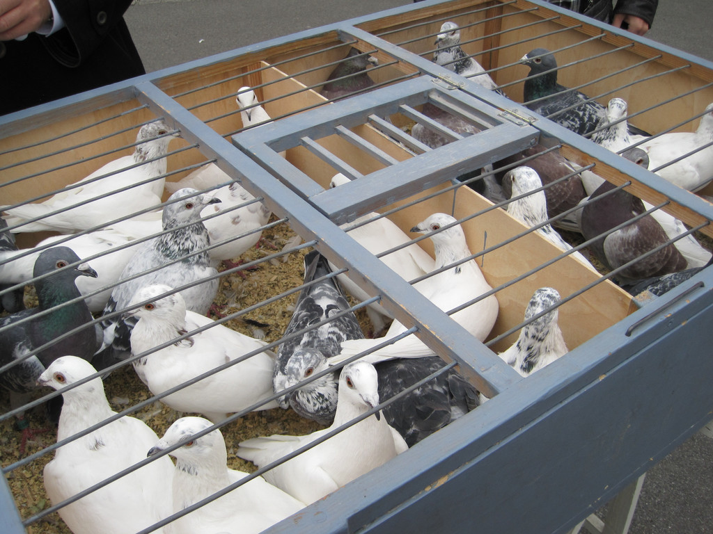 IMG_5623_JPG-1351254007