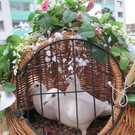 IMG_5665_JPG-1351331072