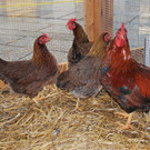 DSC_0026a.jpg
