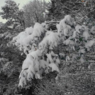 normal_28102012fmt_winterlandschaftebenau_ex_013.jpg