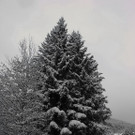 normal_28102012fmt_winterlandschaftebenau_ex_016.jpg
