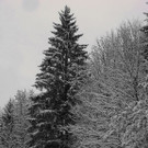 normal_28102012fmt_winterlandschaftebenau_ex_018.jpg