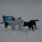 normal_28102012fmt_winterlandschaftebenau_ex_030.jpg