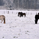 normal_28102012_fmt_WintereinbruchinGroedig_ex_048.JPG