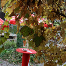 IMG_6714_JPG-1351443076