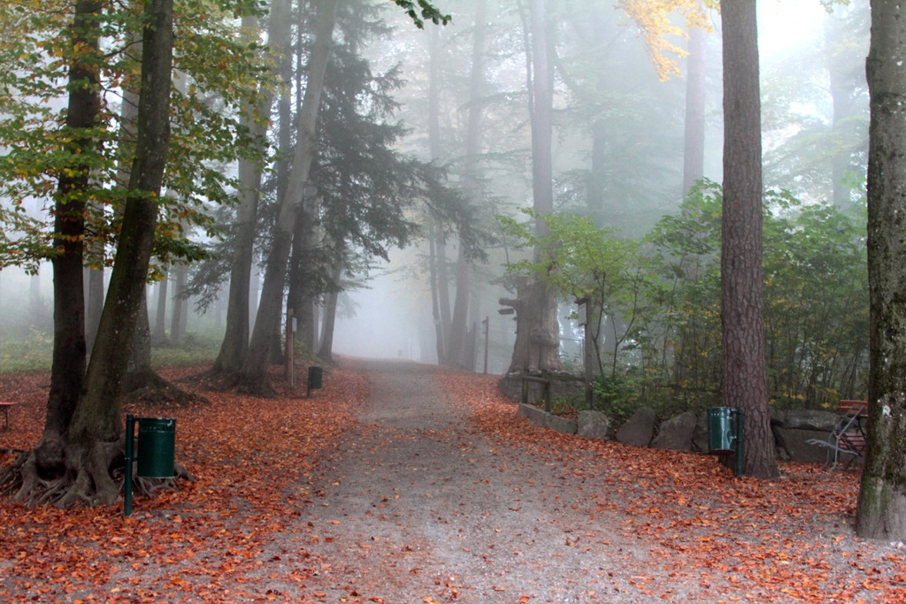 KOE_Wildpark im Nebel 1_jpg-1351506488