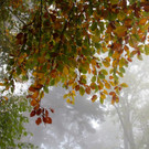 KOE_Wildpark im Nebel 4_jpg-1351506515