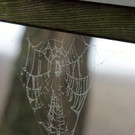 KOE_Wildpark im Nebel 5_jpg-1351506519