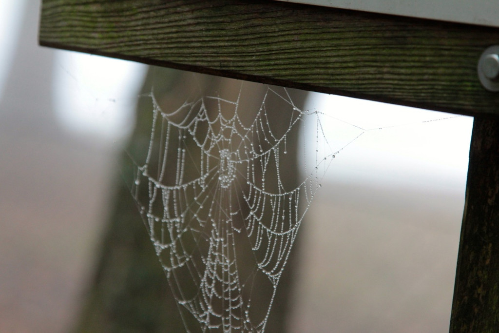 KOE_Wildpark im Nebel 5_jpg-1351506519