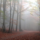 KOE_Wildpark im Nebel 6_jpg-1351506527