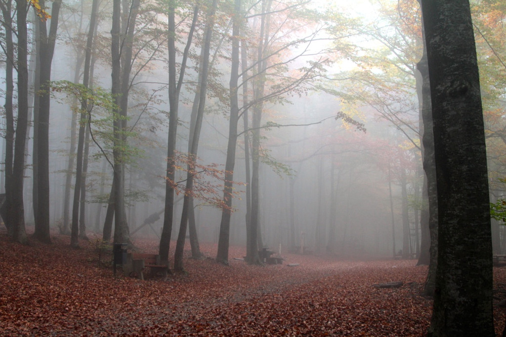 KOE_Wildpark im Nebel 6_jpg-1351506527