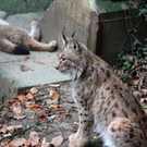KOE_Wildpark im Nebel 7_jpg-1351506534