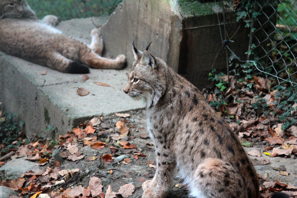 KOE_Wildpark im Nebel 7_jpg-1351506534