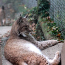 KOE_Wildpark im Nebel 9_jpg-1351506547