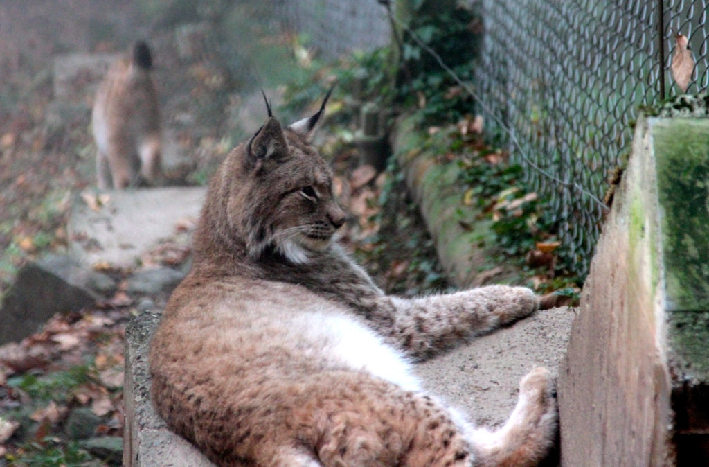 KOE_Wildpark im Nebel 9_jpg-1351506547