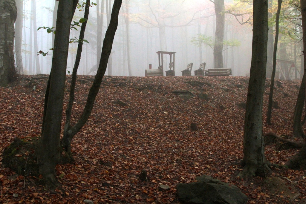 KOE_Wildpark im Nebel 11_jpg-1351506561