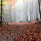 KOE_Wildpark im Nebel 15_jpg-1351506597