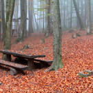 KOE_Wildpark im Nebel 19_jpg-1351506632