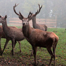 KOE_Wildpark im Nebel 21_jpg-1351506648