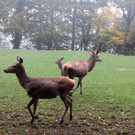 KOE_Wildpark im Nebel 23_jpg-1351506667