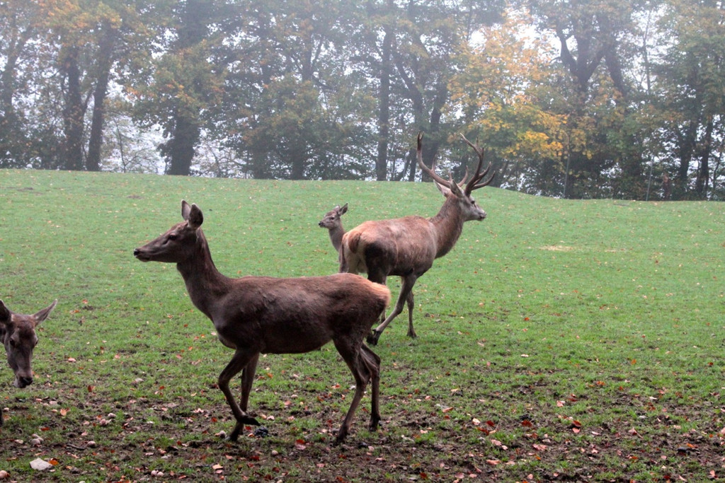 KOE_Wildpark im Nebel 23_jpg-1351506667