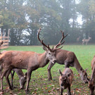 KOE_Wildpark im Nebel 25_jpg-1351506683