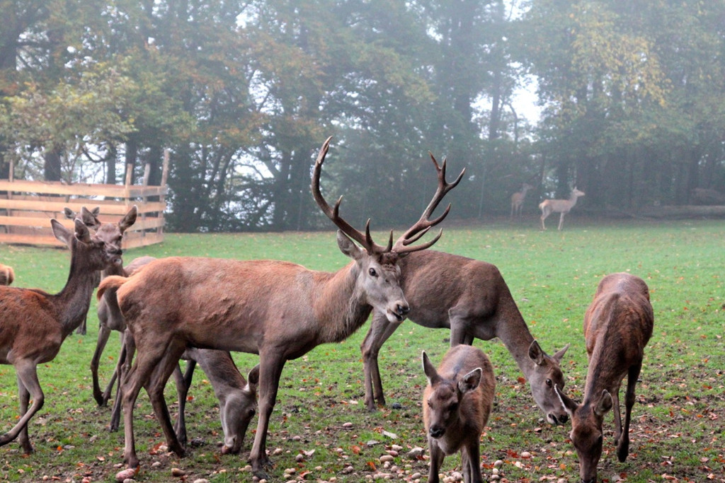 KOE_Wildpark im Nebel 25_jpg-1351506683