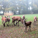 KOE_Wildpark im Nebel 26_jpg-1351506693