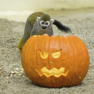 PA_Halloween1.jpg