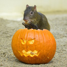 PA_Halloween2.jpg