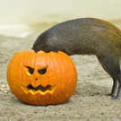 PA_Halloween3.jpg