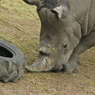 "Athos" spielt im Zoo