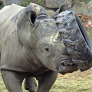 ZooSBG_Nashorn_Athos_Reifen1.jpg