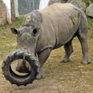 ZooSBG_Nashorn_Athos_Reifen4.jpg