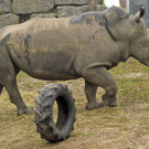 ZooSBG_Nashorn_Athos_Reifen5.jpg