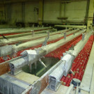 Collini15_jpg-1351612426