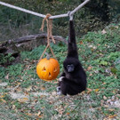 normal_31102012fmt_zoo_halloween_mw_007.JPG