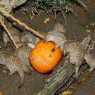 normal_31102012fmt_zoo_halloween_mw_018.JPG