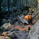 normal_31102012fmt_zoo_halloween_mw_020.JPG