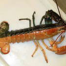 DAB2573-20121031.jpg