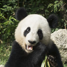 Panda Fu Hu in Schönbrunn kurz vor der Abreise nach China
