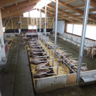 Faisst Offener Hof Stallungen 28-10-2012 _7__jpg-1352019555