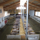 Faisst Offener Hof Stallungen 28-10-2012 _1__jpg-1352019539