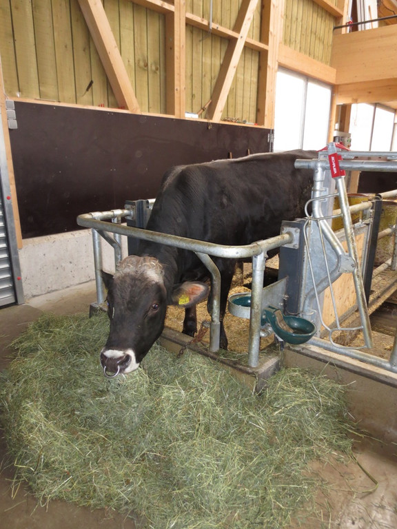 Faisst Offener Hof Stallungen 28-10-2012 _2__jpg-1352019542