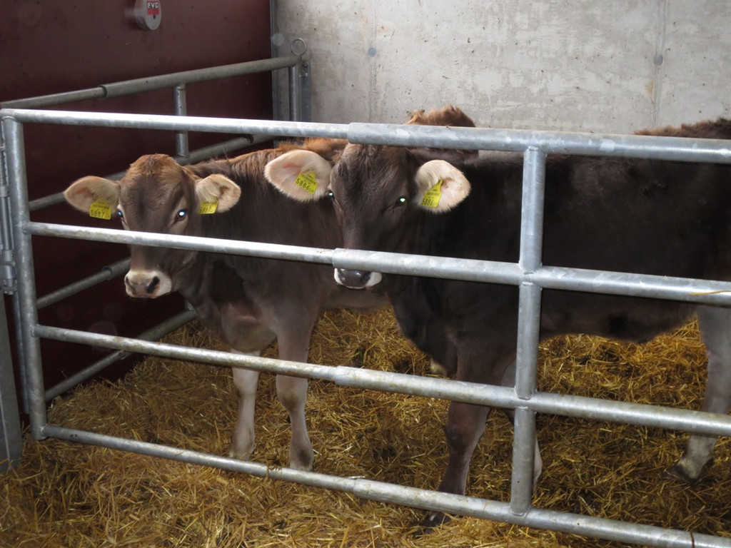 Faisst Offener Hof Stallungen 28-10-2012 _3__jpg-1352019545