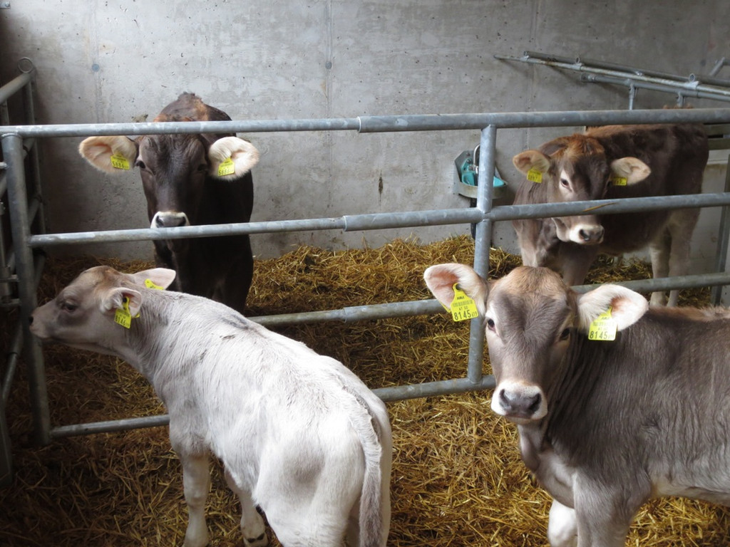 Faisst Offener Hof Stallungen 28-10-2012 _5__jpg-1352019550