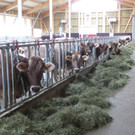 Faisst Offener Hof Stallungen 28-10-2012 _6__jpg-1352019552